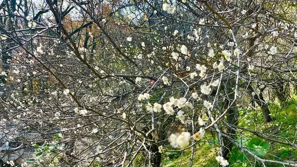 ▲石門水庫園區內，一共種植300棵低海拔梅樹，目前相繼開花。（圖／北水分署提供）