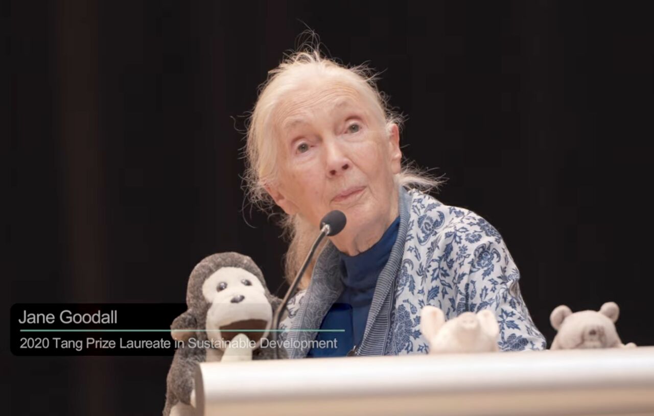 ▲▼珍古德，擷自 2020 唐獎得主專題影片 - 永續發展「從叢林到世界 珍古德的自然使命」。（圖／唐獎提供）