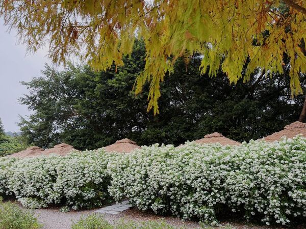 ▲青青食尚花園會館今明免門票。（圖／翻攝自Facebook／青青食尚花園會館）