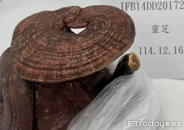 1/13邊境查驗中國靈芝、印尼木薯餅違規。（圖／食藥署提供）