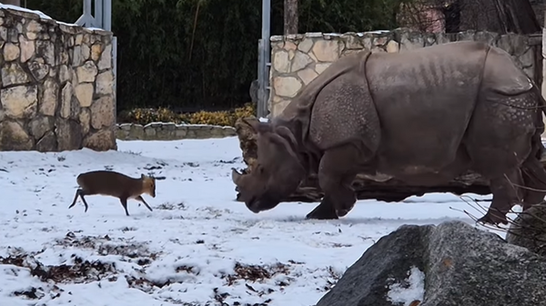 22公斤山羌「跨級挑戰」1700公斤犀牛　單挑原因曝：為了女朋友