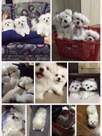 ▲▼Junior,韓宜邦,林萱瑜。（圖／翻攝自FACEBOOK／Kiki-林萱瑜）