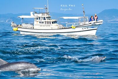 棲息著近200隻親人瓶鼻海豚！