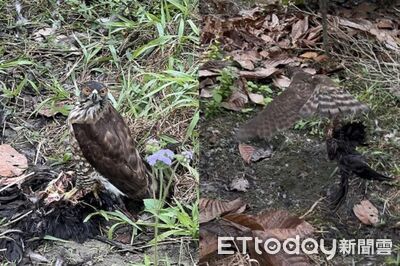 抓拍到「偷雞賊」做案現場！　腳踩贓物還整隻現殺外帶