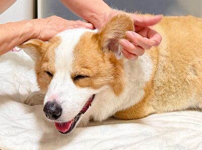 連環泡有芒果「大大」離世 飼主不捨病痛折磨:狗生畢業了