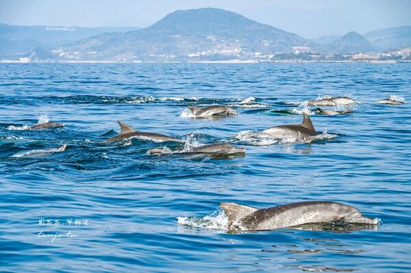 ▲▼天草賞海豚交通船票費用預約一日遊攻略。（圖／部落客周花花提供）