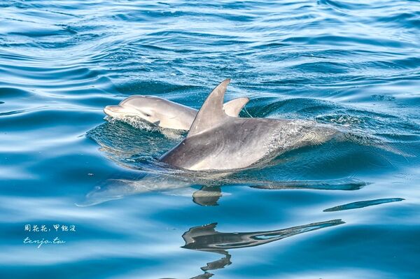 ▲▼天草賞海豚交通船票費用預約一日遊攻略。（圖／部落客周花花提供）