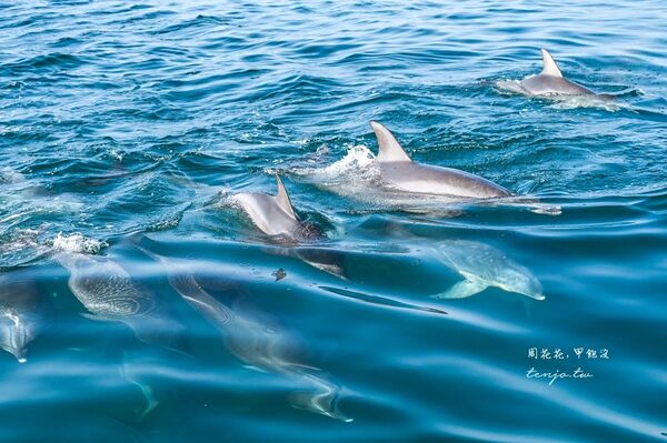▲▼天草賞海豚交通船票費用預約一日遊攻略。（圖／部落客周花花提供）
