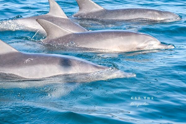 ▲▼天草賞海豚交通船票費用預約一日遊攻略。（圖／部落客周花花提供）
