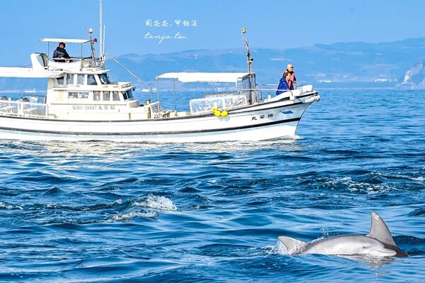 ▲▼天草賞海豚交通船票費用預約一日遊攻略。（圖／部落客周花花提供）
