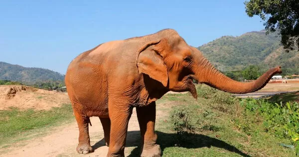 印度傳出野象攻擊事件，目前尚未制伏的雄性野象持續在多個村落徘徊，地方政府已發布警戒令。（示意圖／達志／美聯社，下同）