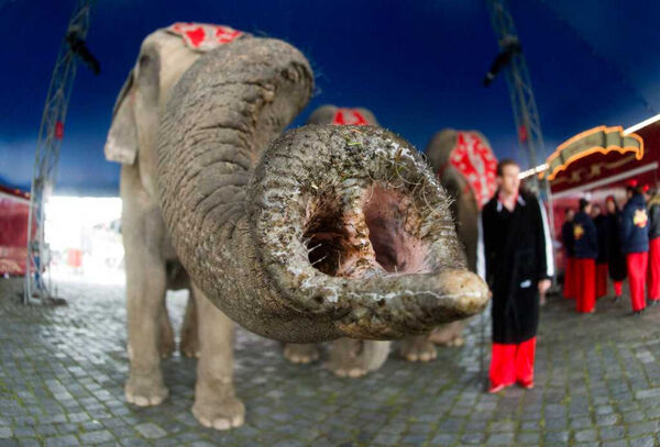 當局嘗試使用鎮靜劑射擊野象，但多次失敗，行動仍在進行中。