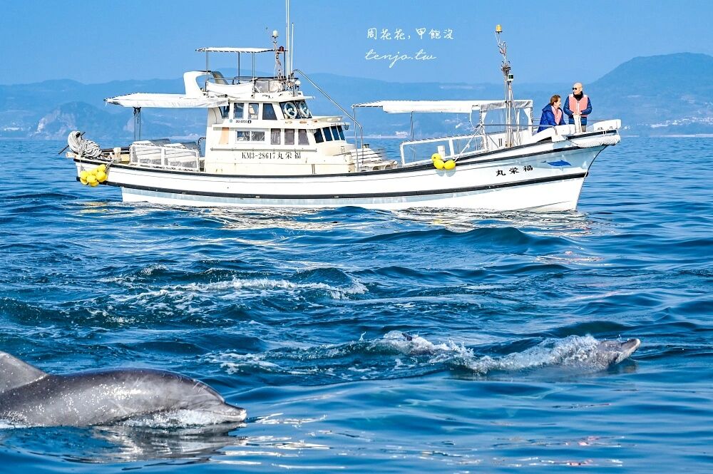 棲息著近200隻親人瓶鼻海豚!熊本自由行必存「賞豚之旅」攻略 | ETtoday旅遊雲 | ETtoday新聞雲