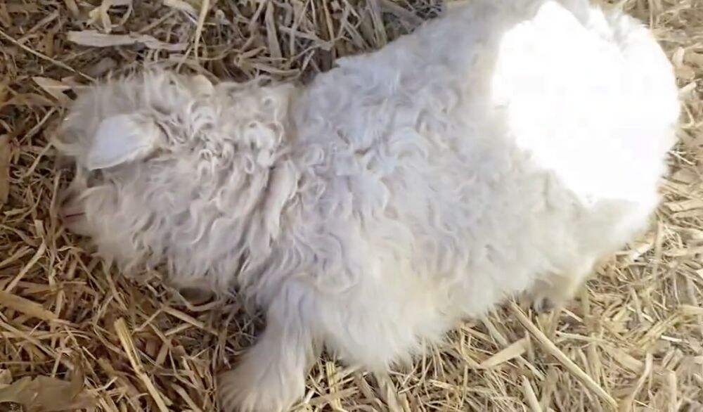 ▲寧夏一頭超Q的小羔羊，只要有人靠進撫摸便會進入「裝死模式」。（圖／翻攝微博）