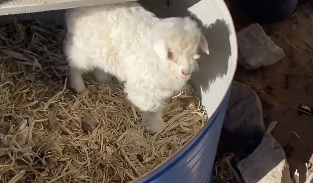 ▲寧夏一頭超Q的小羔羊，只要有人靠進撫摸便會進入「裝死模式」。（圖／翻攝微博）