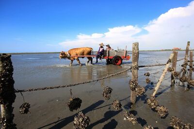 媽祖5聖筊擇定海牛文化節！「白鴿三入」 ：水哥回來了