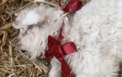 超Q「戲精小羊」一碰就倒地裝死 網友開價58萬求購...主人不忍割愛