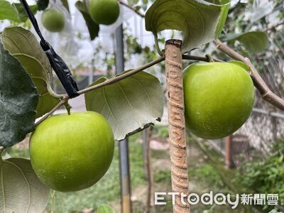 蜜棗界勞斯萊斯登場！屏東試種「雪16」亮相　AI助攻精準採收