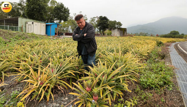 富興村創造土鳳梨傳奇，黃玟偉卻看上當地農民樸實單純而實施詐術，連第三代鳳梨農楊弘基也是被害人。（圖／黃耀徵攝）