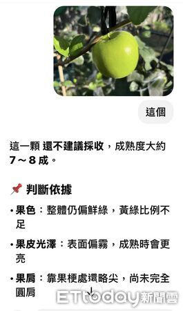 ▲雪16蜜棗。（圖／屏東縣好菓子合作社社員提供）