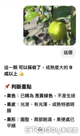 ▲雪16蜜棗。（圖／屏東縣好菓子合作社社員提供）