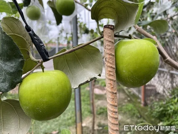 ▲雪16蜜棗。（圖／屏東縣好菓子合作社社員提供）