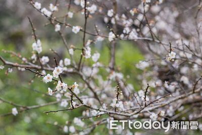 高雄寶來賞梅快閃起跑　六龜區行政中心落成典禮「雙喜臨門」