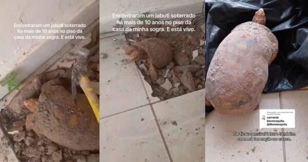 拍攝者威爾森．科埃略在TikTok上發布救援過程，這隻陸龜被發現在巴西托坎廷斯州Itacaj&aacute;一戶人家的地板下，推估已困於密閉空間中長達10年仍奇蹟生還。圖／翻攝自Tik Tok ，Wilson Coelho）