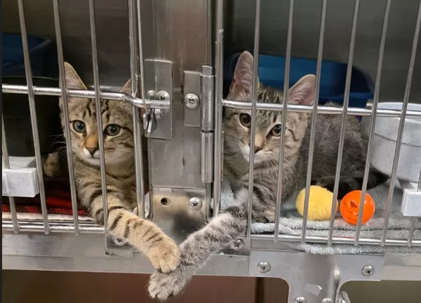志工目睹收容所浪貓「隔著鐵籠牽手手」　秒融化：像在比愛心。（圖／翻攝自Instagram／humanesocietyofyorkcounty）