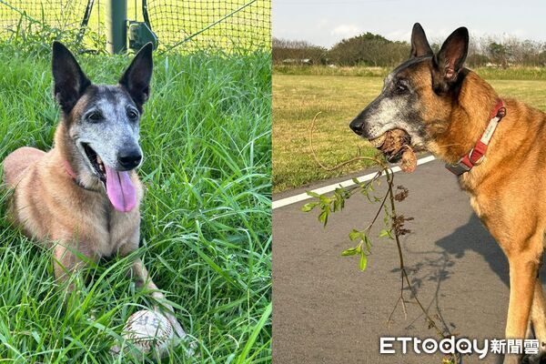 搜救犬Beta退役找到700顆棒壘球，捐給基層棒球隊。（圖／飼主Trista提供）