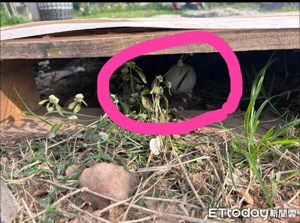 搜救犬Beta退役找到700顆棒壘球，捐給基層棒球隊。（圖／飼主Trista提供）