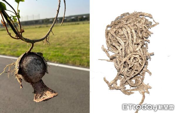 搜救犬Beta退役找到700顆棒壘球，捐給基層棒球隊。（圖／飼主Trista提供）