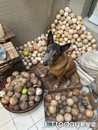 搜救犬Beta退役找到700顆棒壘球，捐給基層棒球隊。（圖／飼主Trista提供）
