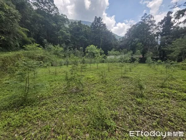 ▲埔里事業區第84林班造林地，由日月光環保永續基金會認養。（圖／林業保育署南投分署提供，下同）