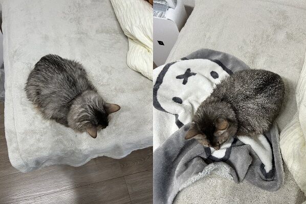 ▲。（圖／翻攝自X／@linda1013blue）