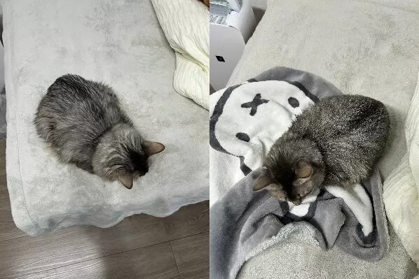 ▲。（圖／翻攝自X／@linda1013blue）