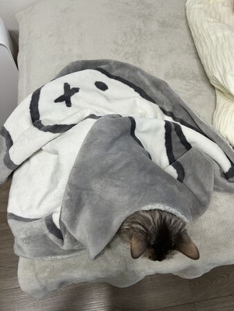 ▲。（圖／翻攝自X／@linda1013blue）