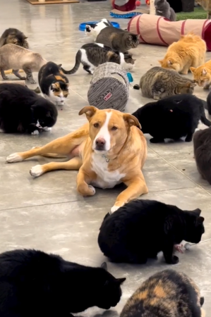 350貓收容所，其中一隻特別大。（圖／翻攝自Furball Farm Cat Sanctuary ）