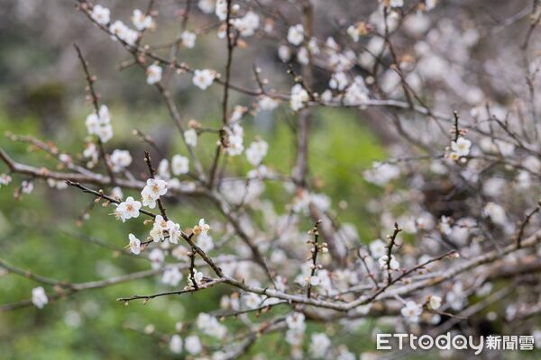 ▲▼ 高雄寶來賞梅快閃起跑　六龜區行政中心落成典禮「雙喜臨門」。（圖／記者賴文萱翻攝）