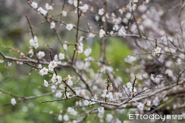 ▲▼ 高雄寶來賞梅快閃起跑　六龜區行政中心落成典禮「雙喜臨門」。（圖／記者賴文萱翻攝）