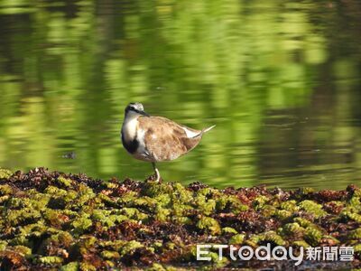 暖冬生態熱鬧！左營洲仔濕地白鷺群聚　水雉換冬羽現蹤超美畫面曝