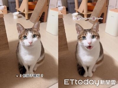 才剛吃飽！萌貓「討價還價」求加菜　誠懇奶音媽溝通壓力山大