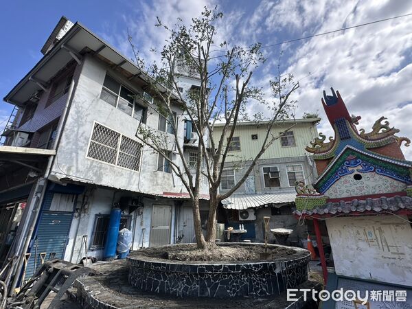 ▲土地公廟旁原先老樹風貌。（圖／富里鄉公所提供，下同）