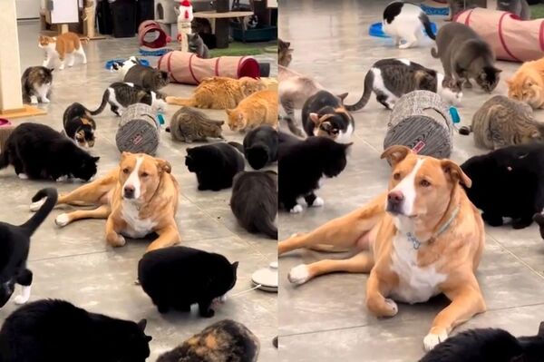 貝拉和350隻貓咪相處融洽，主人說牠似乎也把自己當成一隻貓咪，甚至學起貓咪「收手手」。（翻攝自臉書Furball Farm Cat Sanctuary ）