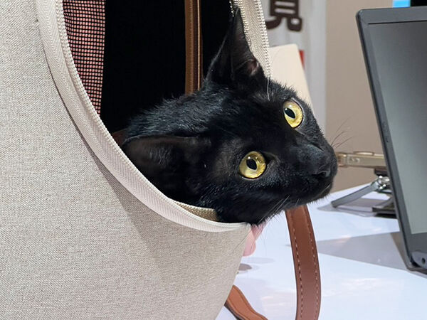 慈愛動物醫院健檢。（圖／慈愛動物醫院提供）