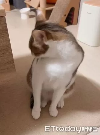 才剛吃飽！萌貓「討價還價」求加菜誠懇奶音媽溝通壓力山大| ETtoday