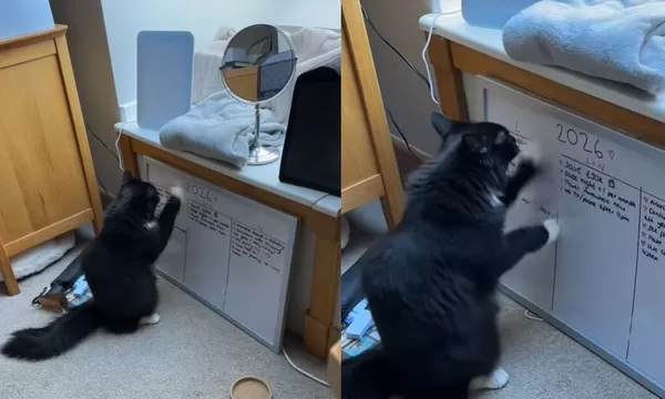 女新年計畫5天就夭折　霸氣貓「揮貓掌全擦光」網笑：人類想去哪。（圖／翻攝自novothetuxedo）