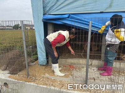 雲林雞舍連環竊！4賊老虎鉗剪網「狂偷700多隻雞」 檢警逮人收押