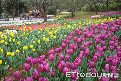 台北茶花展開幕！鬱金香、寒櫻一起拍