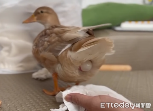 ▲柯爾鴨生蛋。（圖／網友 s8606886068 提供，請勿隨意翻拍，以免侵權。）